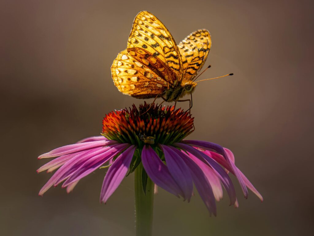 Som symbol på ro og balance sidder en gul sommerfugl med sorte prikker på en lyserød blomst hos psykoterapeut i Århus C psykoterapeut Christina Stigbjerg